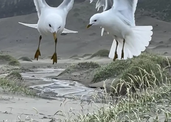 Valen In Semesterbostad Reine